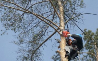 Спил и вырубка деревьев - услуги арбористов - Иваново, цены, предложения специалистов