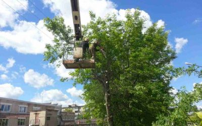 Спил и вырубка деревьев - Иваново, цены, предложения специалистов