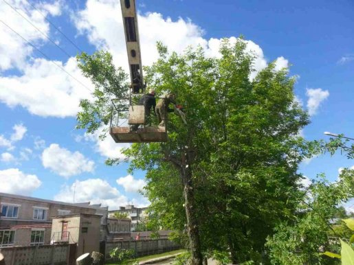 Спил и вырубка деревьев стоимость услуг и где заказать - Иваново