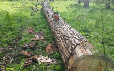 Спил и вырубка деревьев, корчевание пней - Иваново, цены, предложения специалистов
