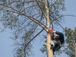 Спил и вырубка деревьев - услуги арбористов
