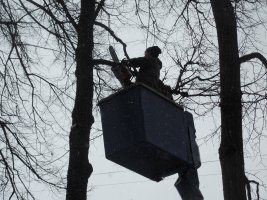 Спил и вырубка деревьев стоимость услуг и где заказать - Иваново