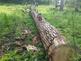 Спил и вырубка деревьев, корчевание пней стоимость услуг и где заказать - Иваново