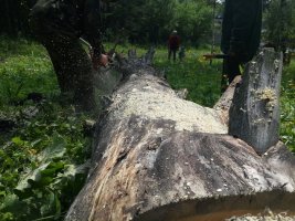 Спил и вырубка деревьев, корчевание пней стоимость услуг и где заказать - Иваново
